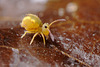 Dicyrtomina minuta