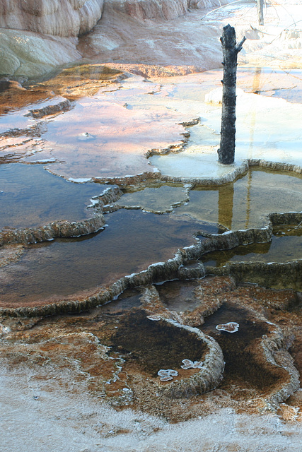 Mammoth Hot Springs, Yellowstone National Park