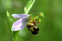 Ophrys abeille - Bee orchid