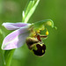 Ophrys abeille - Bee orchid