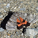 Underwing Moth