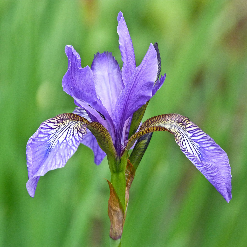 Iris