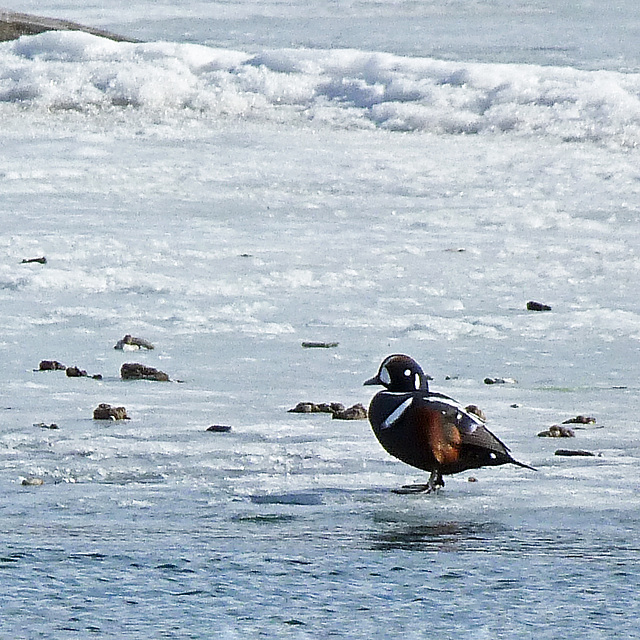 Harlequin Duck