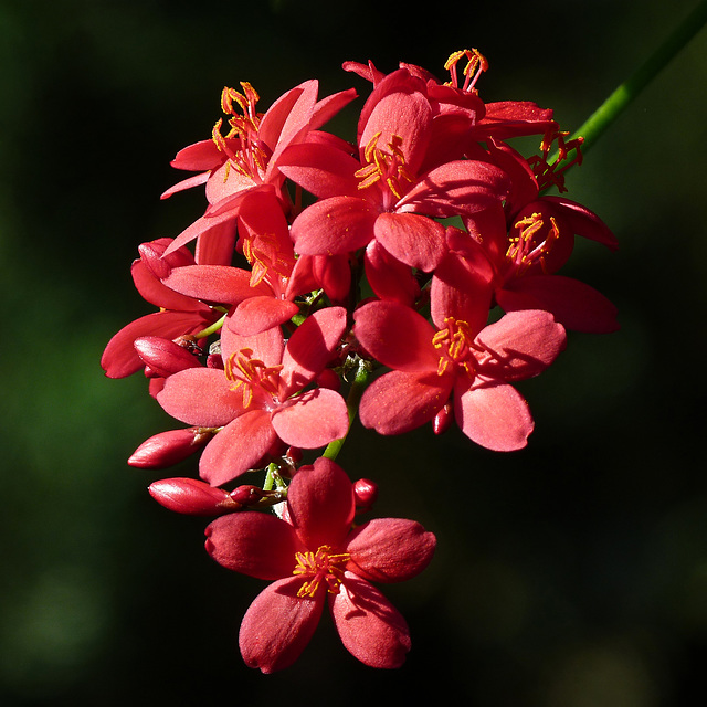 Cascade of red