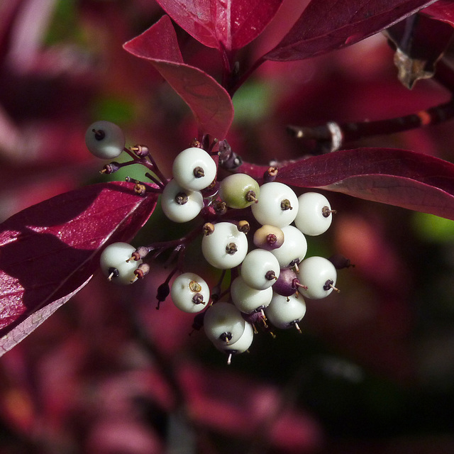 Red-osier Dogwood / Cornus sericea