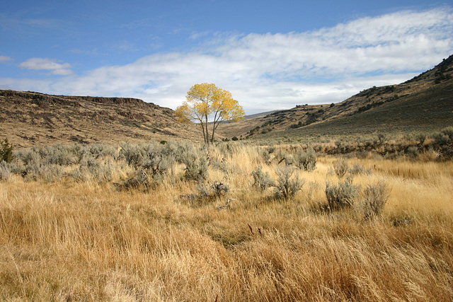 Buffalo Creek