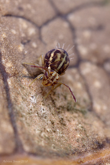 Calvatomina nr superba