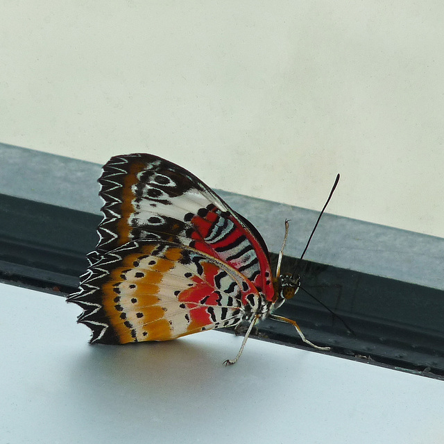 Malayan Lacewing, Cethosia hypsea