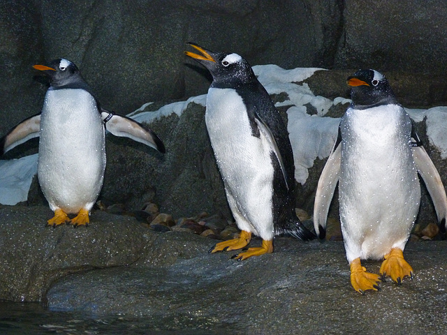 The Gentoo gang