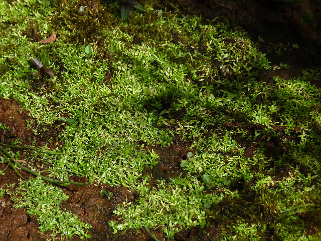 Autumnal Water-Starwort / Callitriche hermaphroditica