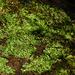 Autumnal Water-Starwort / Callitriche hermaphroditica