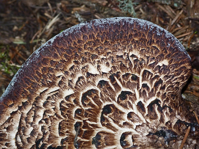 Edge of a Scaly Hedgehog fungus