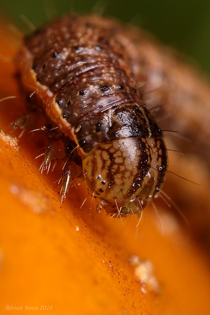 Noctuid Caterpillar