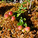Bog Cranberry / Vaccinuum oxycoccos