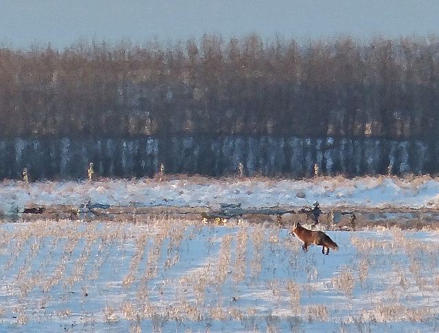 Red Fox