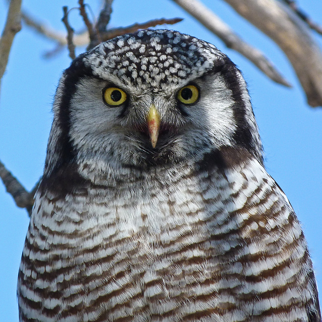 Those piercing eyes - remind me of Licorice Allsorts candy : )