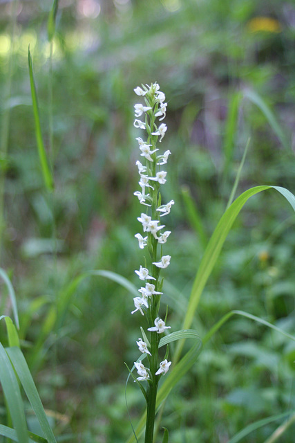 Platanthera dilatata (Bog Candle)