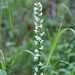 Platanthera dilatata (Bog Candle)