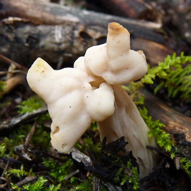 Saddle fungus