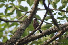 20080714-0025 Indian robin, female