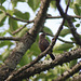 20080714-0025 Indian robin, female