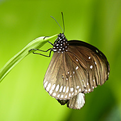 Common Indian Crow / Euploea core