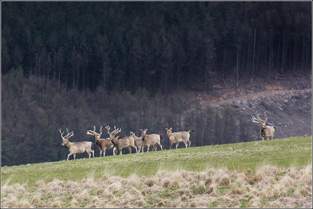 Inhabitants