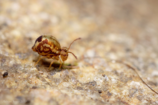 Calvatomina nr superba