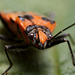 Corizus hyoscyami