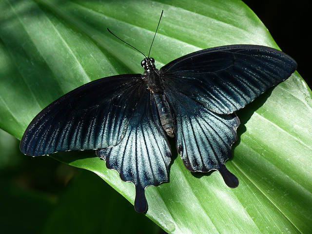 Elegance, Lepidoptera style