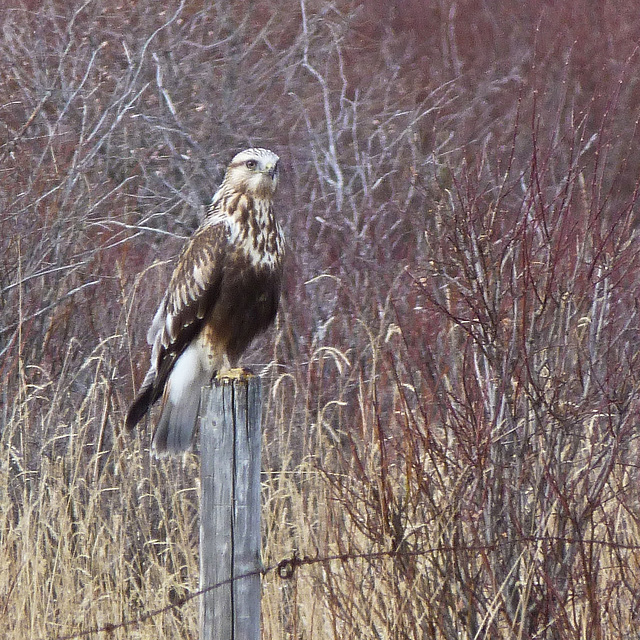 Rough-legged Hawk.