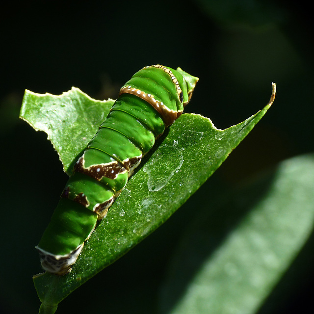 Green and gorgeous