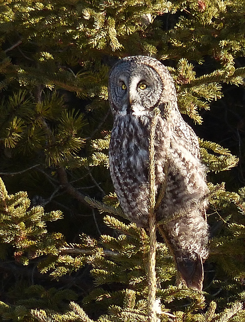 Great Gray Owl #3