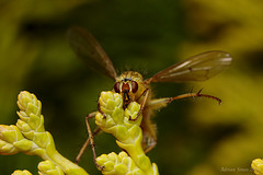 Dungfly infected with Entomophthora muscae