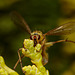 Dungfly infected with Entomophthora muscae