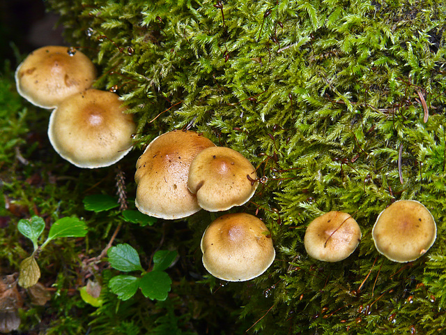 Fungi and moss