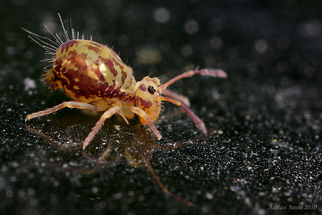 Dicyrtomina saundersi