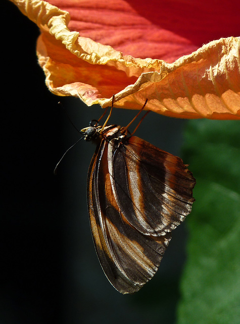 Butterfly on Hibiscus