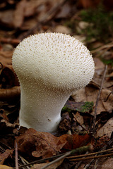 Common Puffball (Lycoperdon perlatum)