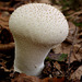 Common Puffball (Lycoperdon perlatum)