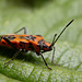 Corizus hyoscyami