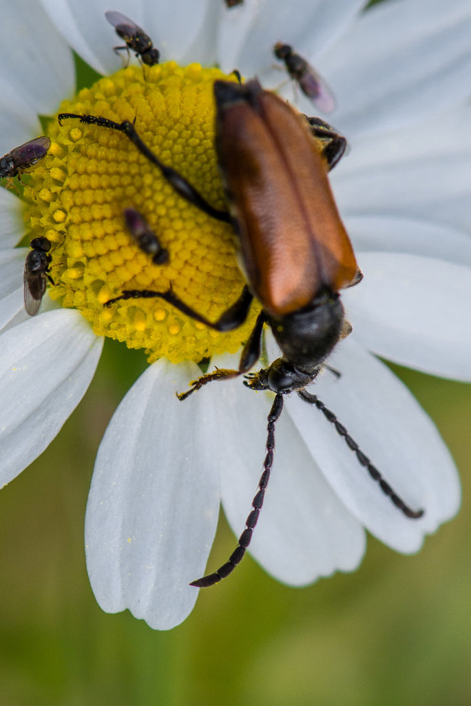 Käfer... - 20130630