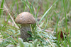 Pilz (vermutlich Birkenpilz)