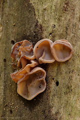 Auricularia auricula-judae