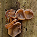 Auricularia auricula-judae