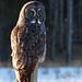 Great Gray Owl in the early morning light