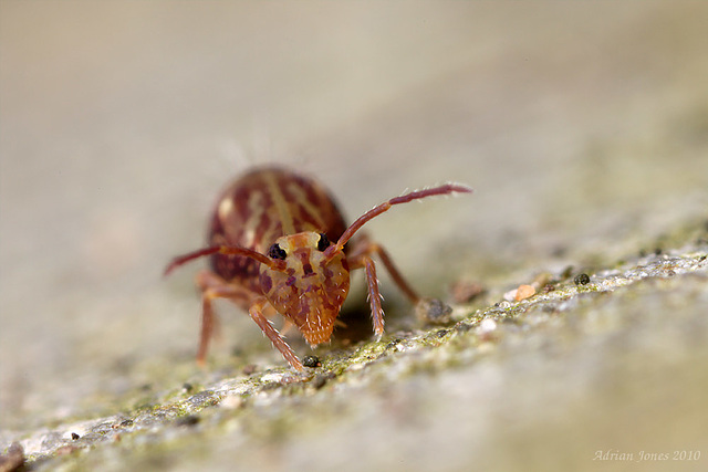 Dicyrtomina saundersi