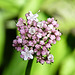 Valerian, I think