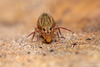 Dicyrtomina saundersi