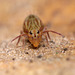 Dicyrtomina saundersi